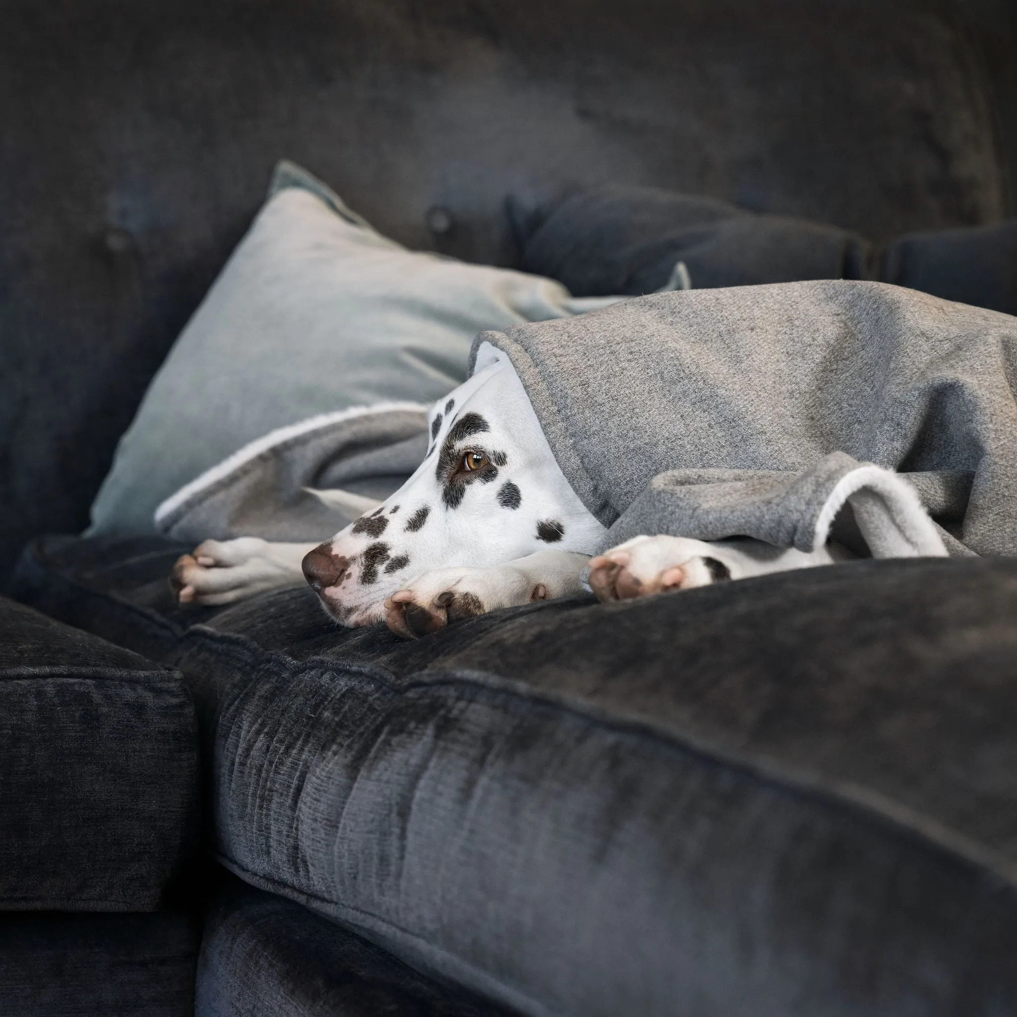 Dog & Puppy Blanket in Inchmurrin Ground by Lords & Labradors