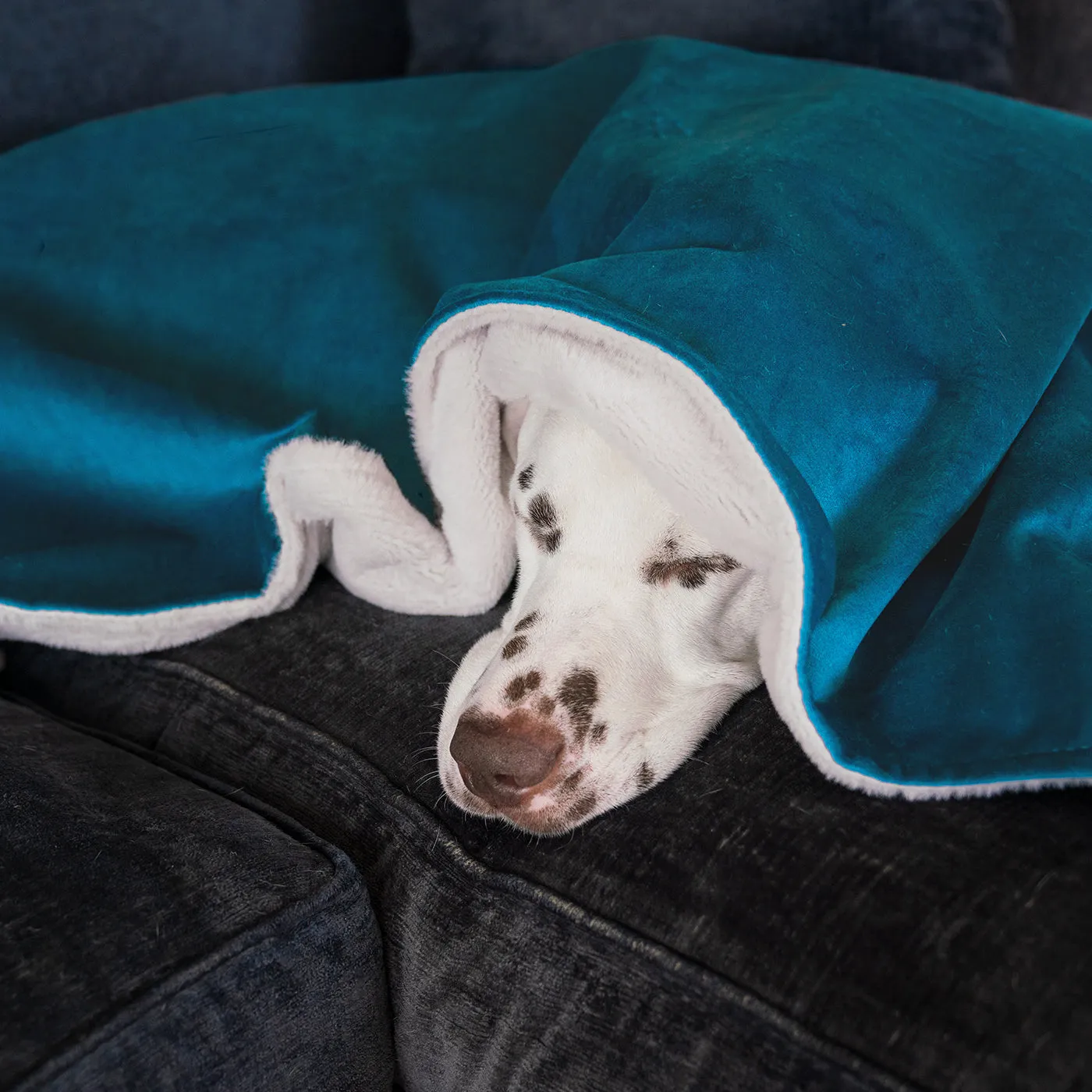 Dog & Puppy Blanket in Marine Velvet by Lords & Labradors