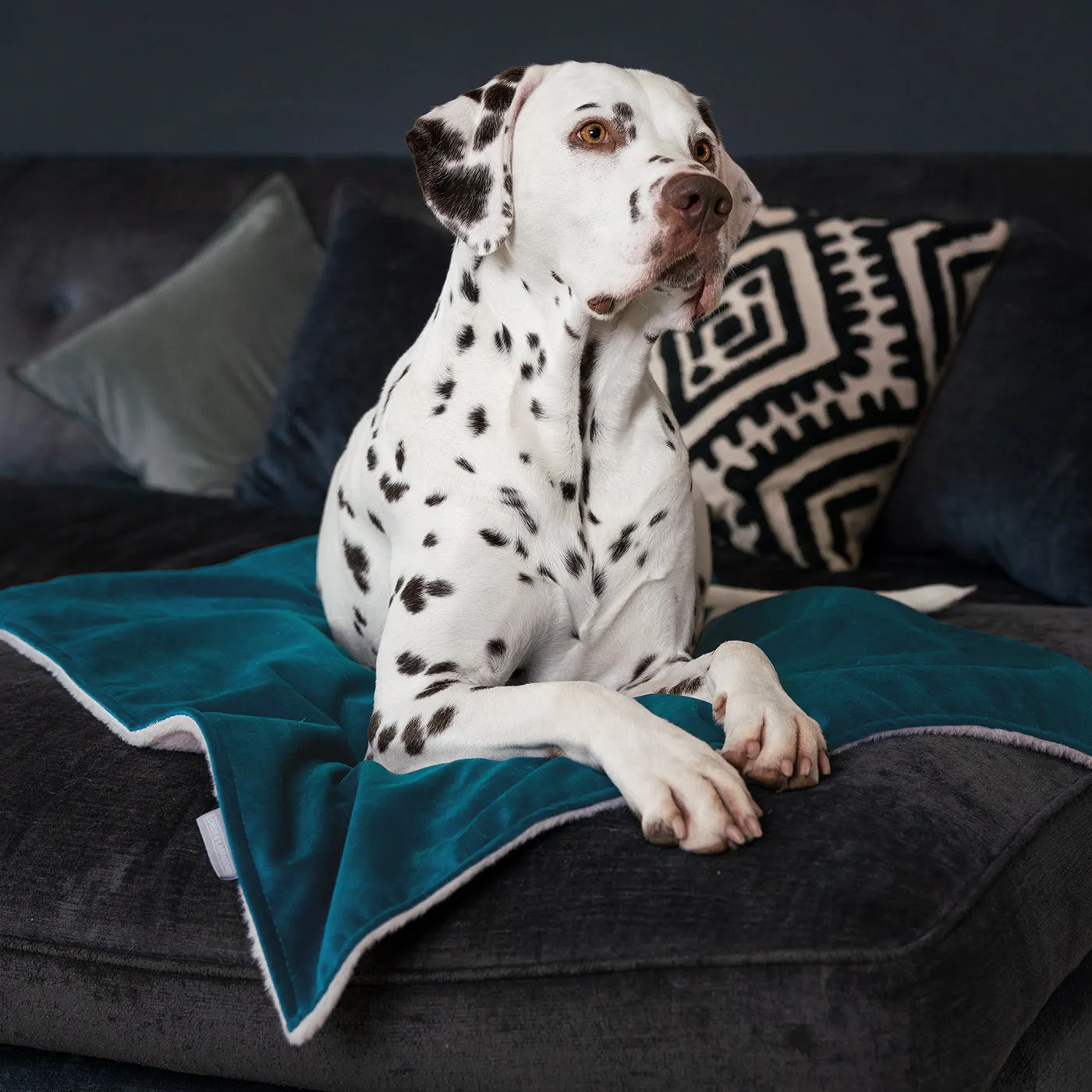 Dog & Puppy Blanket in Marine Velvet by Lords & Labradors