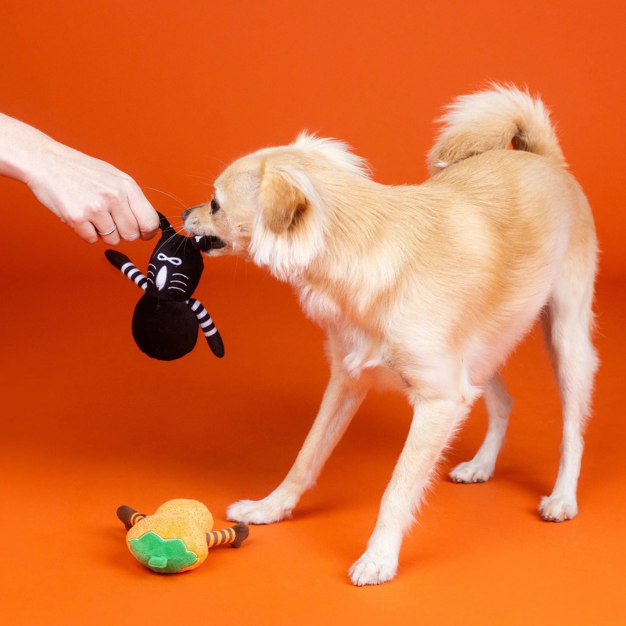 Fringe Oh My Gourd Dog Toys