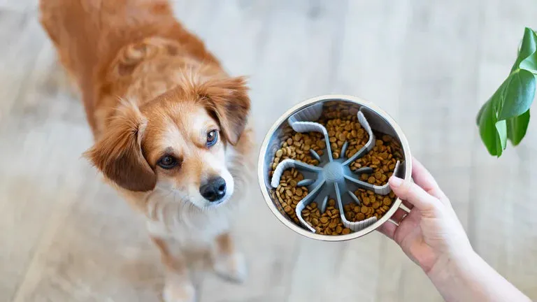 Messy Mutts Slow Feeder Bowl Insert