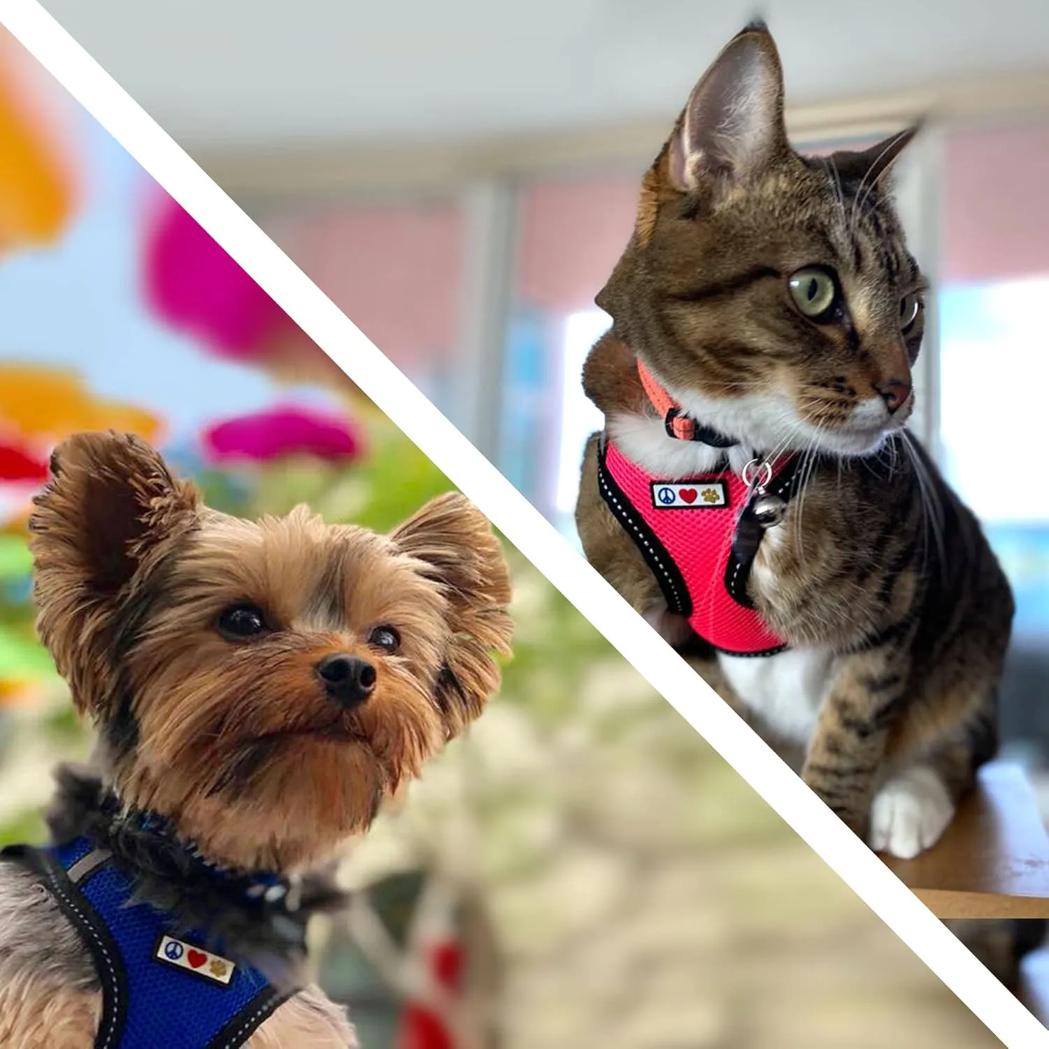 Pawtitas Dog Vest Harness Made with Breathable Air Mesh | All Weather Vest Harness for Medium Puppies and Extra Large Cats with Quick-Release Buckle - Medium Blue Mesh Dog Harness