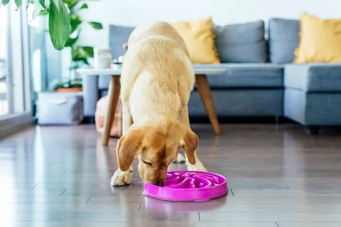 Slow Feeder Dog Bowl - Dog Bowl for Fast Eaters - Outward Hound Fun Feeder Slo-Bowl Flower