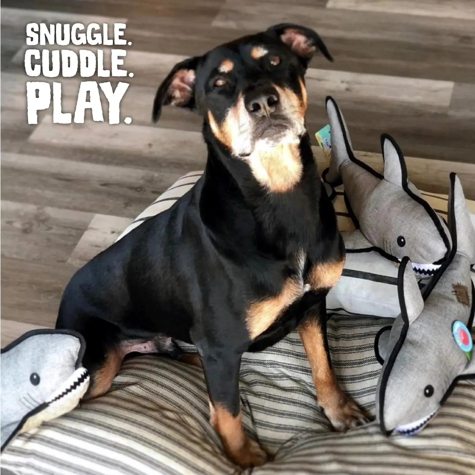 SnugArooz Saul the Shark Dog Toy